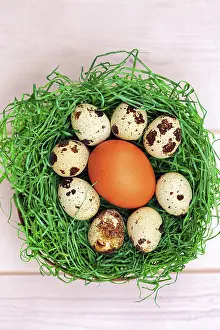 Drucke von Verschiedene Eier in einem grünen Osterei, Hühnerei von Haushuhn, Eier von Hausammer (Coturnix coturnix), Dekoration Wachtel Drucke: Viele Eier in einem grünen Osternest.