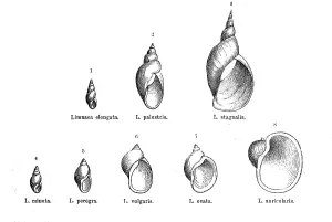 Historical Animal Depictions Drucke: Various forms of the genus Limnaea