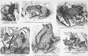 Viele Frösche und Froscharten, Historisch