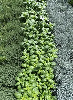 German Agriculture Drucke: Various herbs in row, from left Thyme