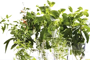 Kitchen Herbs Drucke: Various kitchen herbs