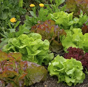 Leafy Greens Nutrition Drucke: Various lettuce in the garden