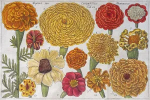 Hand Coloured Copper Engraving Drucke: Various Marigold (Tagetes)