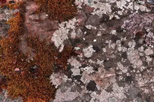 Deserted German Scenery Drucke: Various mosses on a lime sandstone