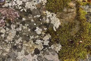 Deserted Bavarian Landscapes Drucke: Various mosses on a lime sandstone
