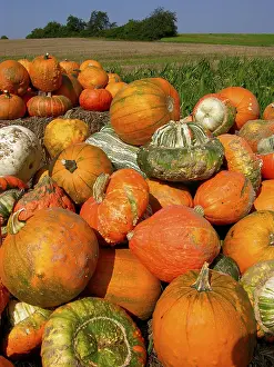 Uninhabited Garden Scene Drucke: Various ornamental pumpkins