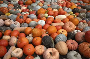 Ornamental Pumpkins Drucke: Various ornamental pumpkins, pumpkins