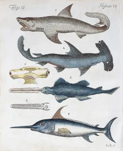Hand Coloured Copper Engraving Drucke: Various predatory fish, hand coloured copper engraving from Friedrich Justin Bertuch picture book for children