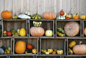 Decorative Pumpkins Drucke: Various pumpkins exhibited in boxes
