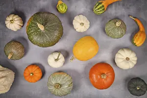 Vegetable Garden Produce Drucke: Various pumpkins, squashes and gourds on gray background