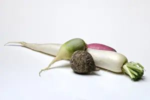 Radish Varieties Drucke: Various radishes, optional