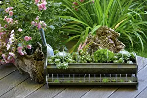 Uninhabited Outdoor Space Drucke: Various root on the terrace