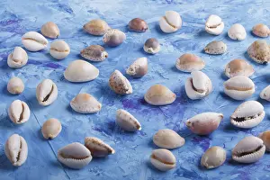 Blue Concrete Background Drucke: Various seashells pattern on a blue concrete background