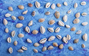 Blue Concrete Background Drucke: Various seashells pattern on a blue concrete background
