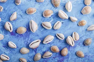 Flat Lay Concept Image Drucke: Various seashells pattern on a blue concrete background