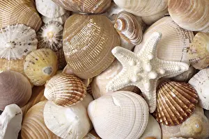 Central Europe Beach Vacation Drucke: Various seashells with starfish, Germany