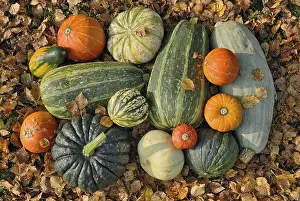 Top View Of Vegetables Drucke: Various squashes in autumn