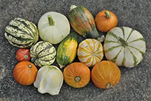 Squash Varieties Drucke: Various squashes on a slab
