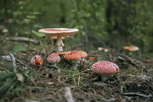 Mossy Forest Floor Drucke: Various toadstools on a forest floor covered with moss and needles