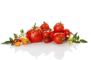 Healthy Fruits Drucke: Various tomato on white background