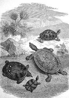 Gerahmter Druck : Viele Echsen auf der Strände von Java um das Jahr 1880 Gerahmter Druck : Viele Echsen auf der Strände von Java um das Jahr 1880