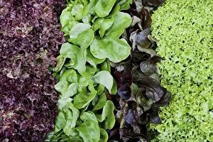 Leafy Vegetable Images Drucke: Various types of lettuce