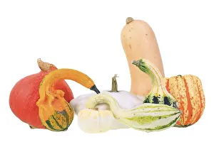 Japanese Food Still Life Drucke: Various types of squashes or pumpkins