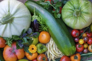Germany Agriculture Drucke: Various vegetables, courgettes
