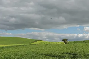 Cloudy Atmosphere Drucke: Vast green fields stretch under a dramatic sky with gray clouds