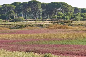 Southeast Europe Nature Scenery Drucke: Vast landscape with an array of trees and multi-coloured vegetation