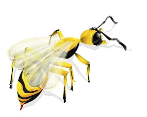 White Background Insect Drucke: Vector drawing of a wasp and shadow over white background