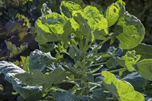 Central European Vegetables Drucke: Vegetable cabbage (Brassica oleracea) on a vegetable patch