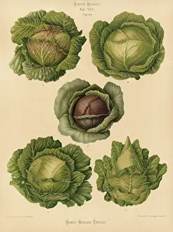 White Cabbage Drucke: Vegetable, cabbage, white cabbage