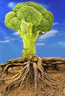 Empty Landscape Picture Drucke: Vegetable concept with broccoli tree over blue sky
