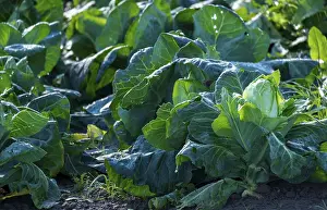 Vegetable Field Drucke: Vegetable field with pointed cabbage