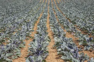 Red Cabbage Field Drucke: Vegetable field with red cabbage