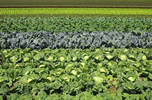 Brassicaceae Plants Drucke: Vegetable field with Savoy cabbage