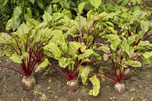 Bilder Datiert 7. August 2024: Gemüsegarten mit Reihen von Rettich.