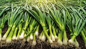 Central Europe Produce Drucke: Vegetable, spring onion or spring onion