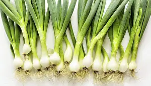Deserted Garden Vegetables Drucke: Vegetable, spring onion or spring onion