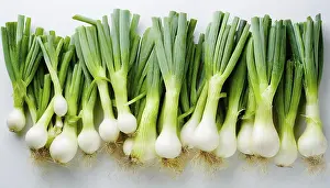Gemüse, Frühlingszwiebel oder Frühlingszwiebel