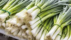 Spring Onion Drucke: Vegetable, spring onion or spring onion