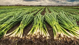 Spring Onion Drucke: Vegetable, spring onion or spring onion