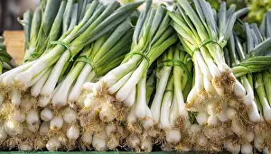 Spring Onion Drucke: Vegetable, spring onion or spring onion