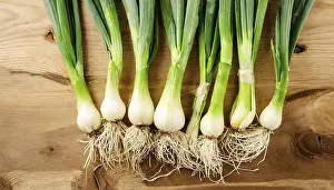Deserted Vegetable Garden Drucke: Vegetable, spring onion or spring onion