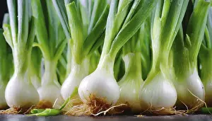 Deserted Vegetable Garden Drucke: Vegetable, spring onion or spring onion