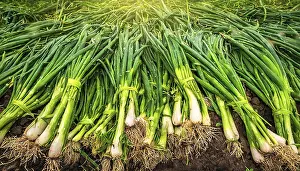 Middle Franconia Scenery Drucke: Vegetable, spring onion or spring onion