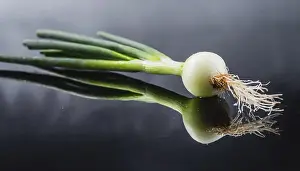 Deserted Garden Vegetables Drucke: Vegetable, spring onion or spring onion