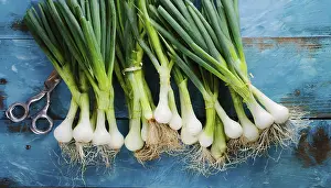 Garden Vegetables Drucke: Vegetable, spring onion or spring onion