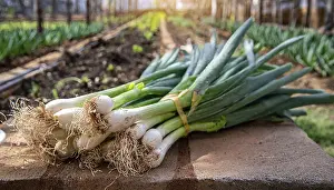 Spring Onion Drucke: Vegetable, spring onion or spring onion